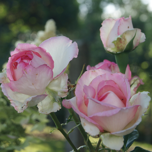 Alb crem cu tentă roz - trandafir pentru straturi Floribunda